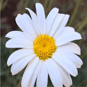 KALRO Pyrethrum Seedling