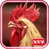 Roosters Wallpapers Live HD icon