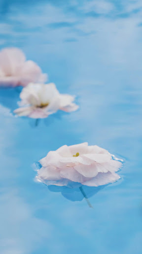 Android application flower water wallpaper screenshort