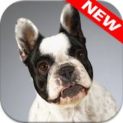 Top 28 Personalization Apps Like French Bulldog Wallpapers - Best Alternatives