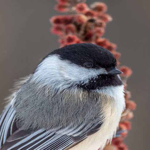 Android application Chickadee Sounds screenshort
