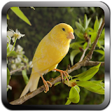 Canary Bird Sound Ringtones icon