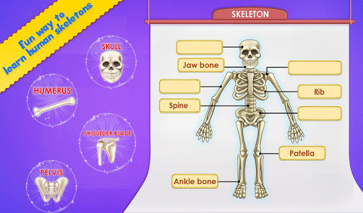 Human Body Parts - Preschool Kids Learning screenshots 5