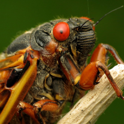 Cicada Sound Effects