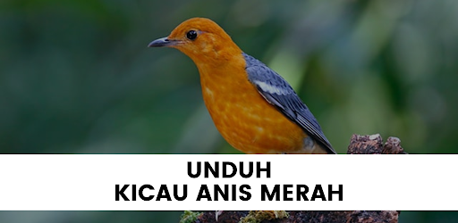 Kicau Anis Merah Mantap