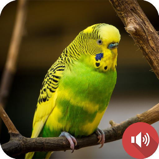 Budgerigar Sounds logo