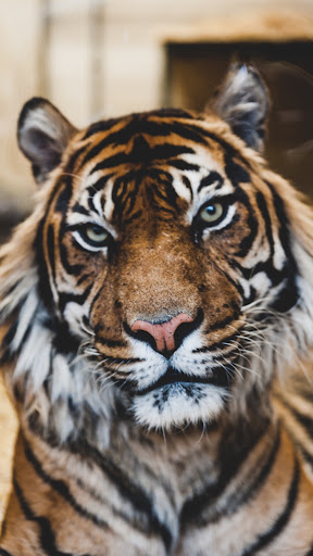 Android application Tiger Wallpaper screenshort