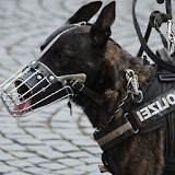 American Police Dog vs Robbers icon