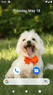 Cute Dog Wallpapers Screenshot