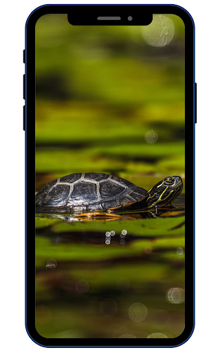 Turtle Wallpapers Screen 2