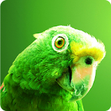 Green Parrot Live Wallpaper icon