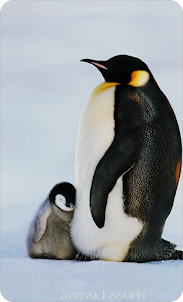 Baby Penguin Wallpaper