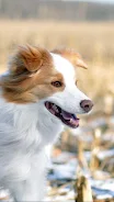 Border Collie Wallpapers HD Screenshot