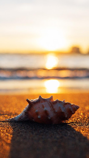 Android application seashell wallpaper screenshort