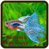 Budidaya Ikan Guppy icon