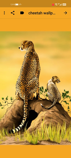 cheetah wallpapers aesthetic