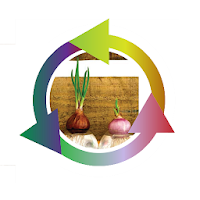 Hydroponic Red Onion is a succ