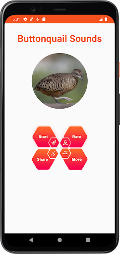 Buttonquail Sounds Screen 2