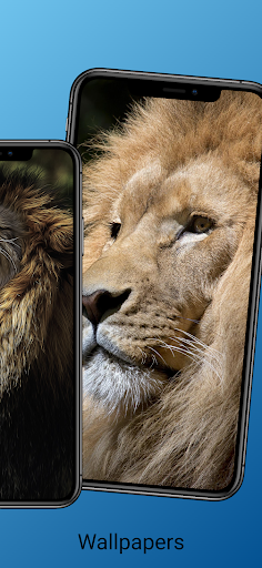 Lion Wallpaper and Images HD Screen 2