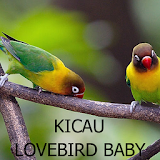 Kicau Lovebird Balibu / Baby icon