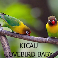 Kicau Lovebird Balibu - Baby