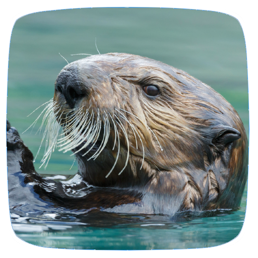 Otter Sounds logo