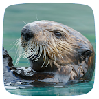 Otter Sounds logo