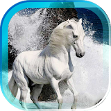 Horses Gallery live wallpaper icon
