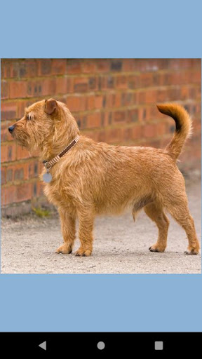 Android application Terrier dog photos screenshort