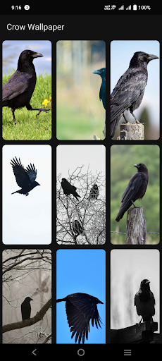 Crow Wallpaper Screen 3