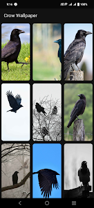 Crow Wallpaper