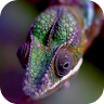 Chameleon Live Wallpaper Application icon