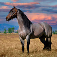 ? Horse Wallpapers
