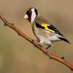 Cover Image of ダウンロード Goldfinch singing  APK