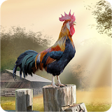 Rooster Sounds Free icon