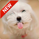 Cover Image of Download Cute Puppy Wallpaper  APK