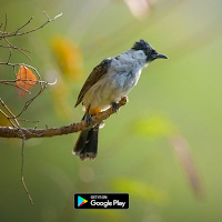 suara pemikat burung kutilang