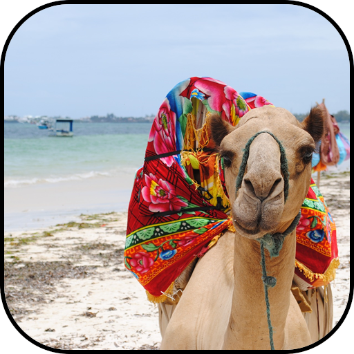 Приложения в Google Play – Верблюд обои и фоны