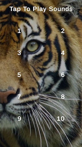 Android application Tiger Roar Sounds screenshort