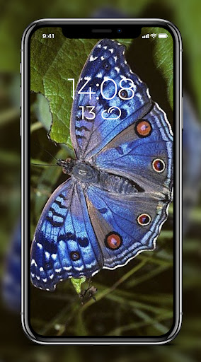 Butterfly Wallpapers