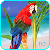 HD Parrot Wallpapers icon
