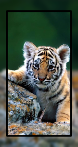 Baby Tiger Wallpaper Cute HD