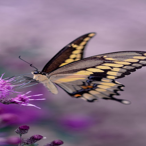 Android application Butterfly Wallpapers screenshort