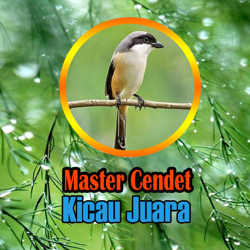 Master Kicau Cendet Juara logo