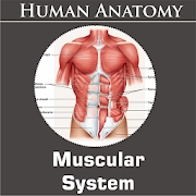 Top 17 Medical Apps Like Muscular System - Best Alternatives