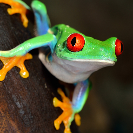 Frog Sounds Download on Windows