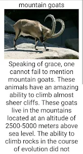 Most graceful animals