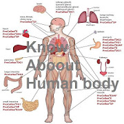 Know About Human body
