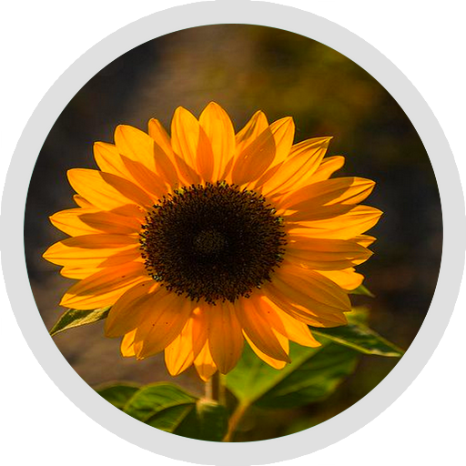 beautiful sunflower Stickers