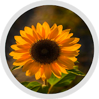 beautiful sunflower Stickers